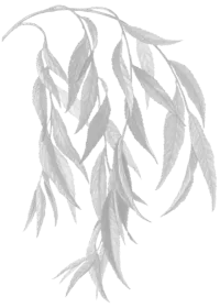 daun-2