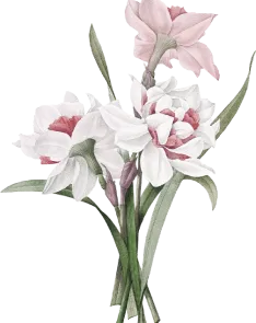 flower-2