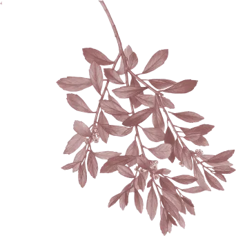 branch-1