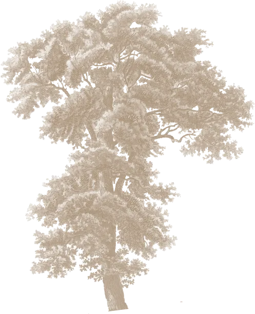 tree-1