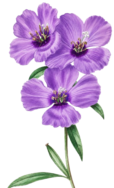 flower-5
